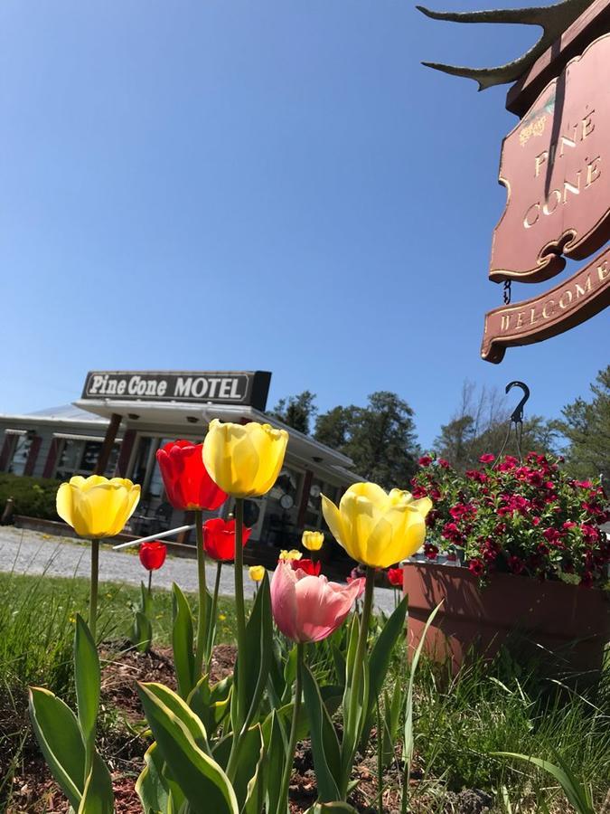 Pinecone Motel Сассекс Экстерьер фото